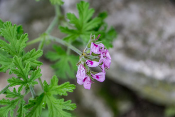 A close-up of a blooming pink twig pelargonium of a rustic window, a shallow depth of focus.