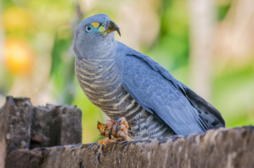 Hook-billed Kite male (Chondrohierax uncinatus) holding a African Giant Snail (Achatina fulica)