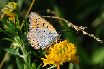 
Butterfly sitting on blooming flowers