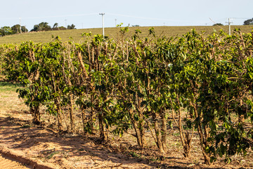 Fototapeta na wymiar plantation with pruned coffee trees in Brazil