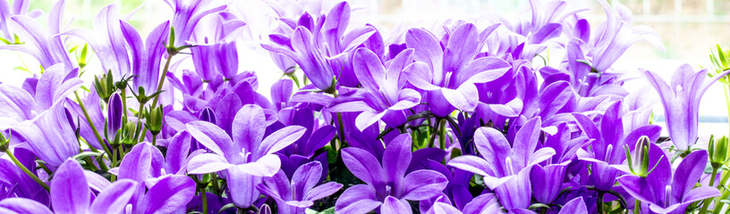 Panoramic view of violet Campanula flowers macro