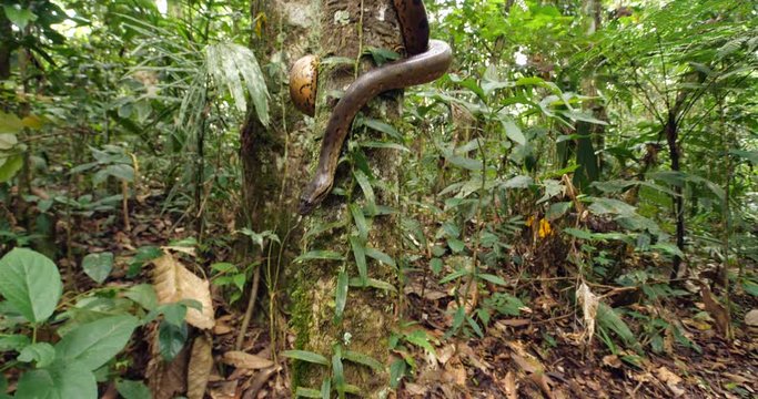 Baby Green Anaconda (Eunectes murinus), a juvenile, under 1m in length  of the largest snake species in the world. In its natural habitat, rainforest near the rio Tiputini in the Ecuadorian Amazon.