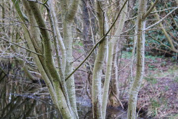 Bäume nebeneinander