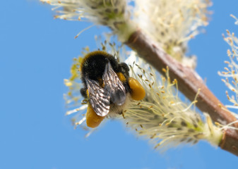 Large yellow pollen sacs on a bumble bee on a pussy willow cactus agains a blue sky,