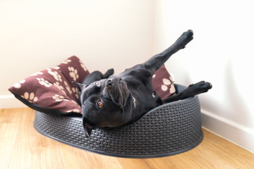 Staffordshire Bull Terrrier dog in a pet bed lying at an unusual angle with his legs stretched looking up towards the cieling.