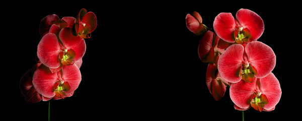 Panoramic view of macro red orchid on a black background © Maciej