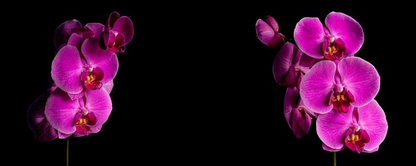 Panoramic view of macro pink orchid on a black background