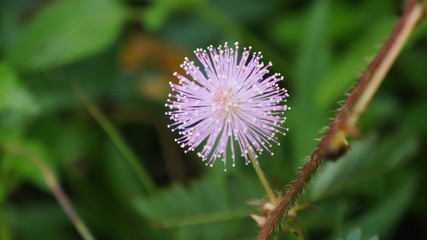 flower of a thistle flower