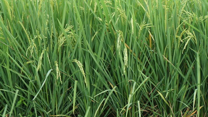 green rice field in the morning