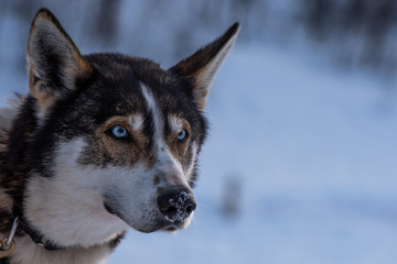 siberian husky dog