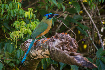 Amazonian Motmot (Momotus momota) perched on a branch