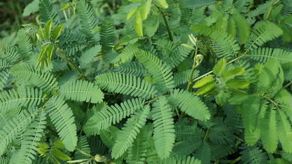 fern leaf in the forest