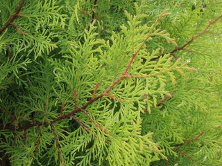 Thuja branches close up