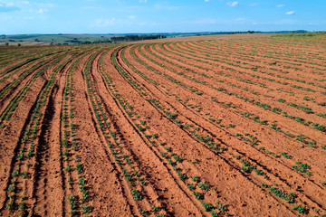 aerial view of baby peanut plant on field in Brazil