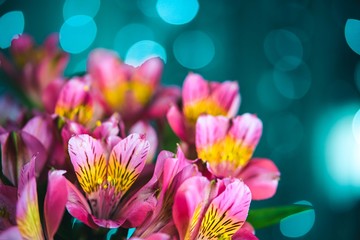 Fototapeta premium Pink alstroemeria flowers