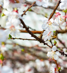 Beautiful peach flowers blooming in spring. 