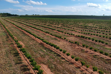 Fototapeta na wymiar Aerial view of coffee seedlings being irrigated in the drip system