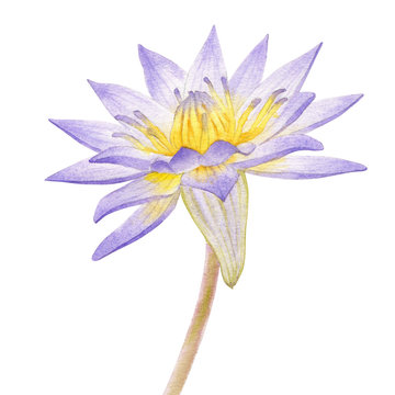 Flowers blue Egyptian lotus (Nymphaea caerulea). Watercolor hand drawn painting illustration isolated on white background.