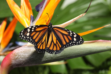 Beautiful monarch butterfly on flower in garden