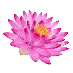 Botanical watercolor illustration of water lily on white background. Could be used as decoration for web design, cosmetics design, package, textile.