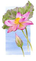 Watercolor Illustration of pink Lotus. Elements for design of invitations, movie posters, fabrics and other
