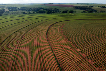 Aerial view from drone of little peanut plant in field in Brazil