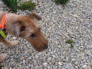 Dog and gneiss pebbles