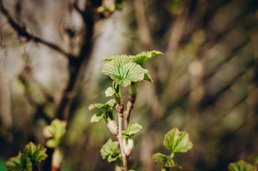 Obraz premium green leaves from the currant bush