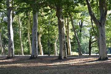 Lined up trees growing in Treptower park Friedrichshain Berlin Germany