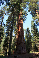 California / USA - August 23, 2015: A giant sequoia tree in the forest of Sequoia National Park, California, USA