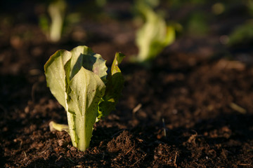 Small lettuce under natural light