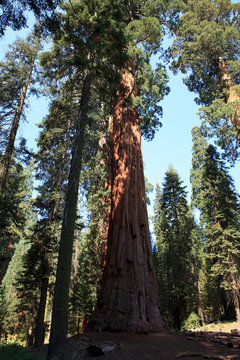 California / USA - August 23, 2015: A giant sequoia tree in the forest of Sequoia National Park, California, USA © PaoloGiovanni