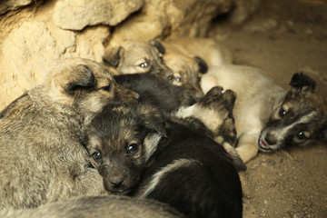 Homeless puppies in abandoned house. Stray baby animals