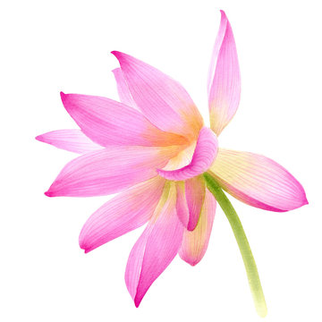 Hand drawn watercolor botanical illustration of Lotus flower pink. Element for design of invitations, movie posters, fabrics and other objects. Symbol of India, yoga and meditation.