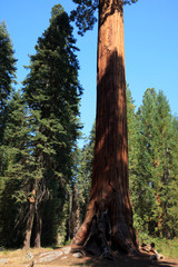 Fototapeta premium California / USA - August 23, 2015: A giant sequoia tree trunk detail in the forest of Sequoia National Park, California, USA