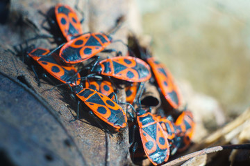 Spring, bedbugs of soldiers on dry leaves of a tree