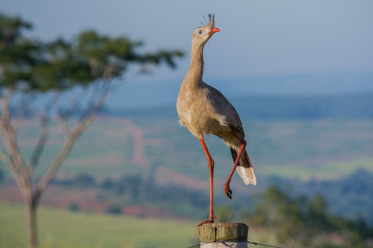 Red-legged Seriema (Cariama cristata) perched on wood
