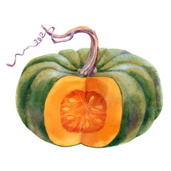 Pumpkin. Hand drawn watercolor painting on white background.