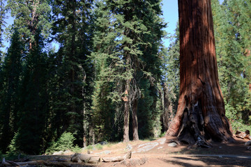 California / USA - August 23, 2015: A giant sequoia tree trunk detail in the forest of Sequoia National Park, California, USA