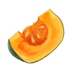 Slice of pumpkin. Hand drawn watercolor painting on white background.