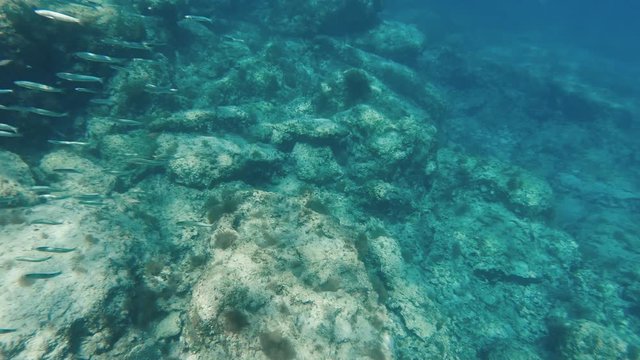 A large school of fish swimming in a coral reef in Cyprus. Underwater shot of silversides with sun rays.