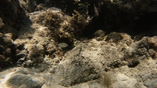 A close-up of a striped silver fish swimming at the bottom of a reef in the Meditteranean Sea in Cyrpus. Sealife and coral reef relief in the background.