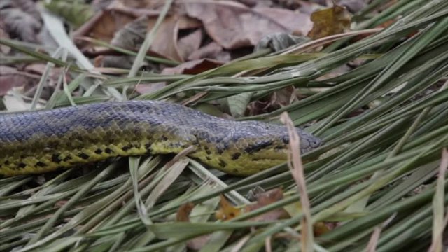 Close up of beautiful Anaconda snake, Eunectes murinus, crawling among dry leaves of forest in the Pantanal, Mato Grosso, Brazil. Concept of biodiversity, ecology, nature, environment and animal. 4K.