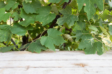 Wood plank grape background, copy space