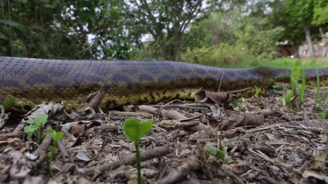 Fast Time Lapse close up of Anaconda snake, Eunectes murinus, crawling among dry leaves of Pantanal forest, Mato Grosso, Brazil. Concept of biodiversity, ecology, nature, environment and animal. 4K.