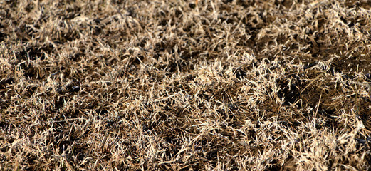Fototapeta na wymiar Dry marsh grass of beige color. Texture of vegetation, closeup.