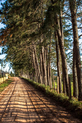 pinus tree leads a rural dirt road in Brazil