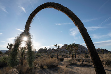 Arched bowing Joshua Tree silhouette with sunburst in Joshua Tree National Park.