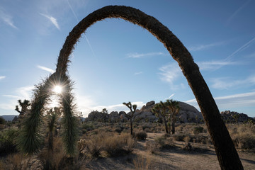 Fototapeta premium Arched bowing Joshua Tree silhouette with sunburst in Joshua Tree National Park.