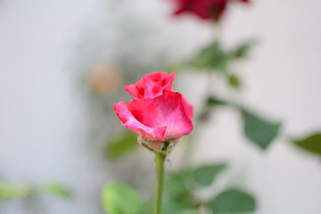 rosa